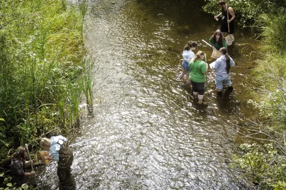 Wetlands Ecology, Minor